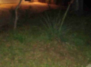 Weeding by Micheal Levesque for Alexis S. in Farmers Branch, TX