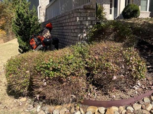 Bush Trimming by Chris Fleming for Cassandra B. in Atlanta, GA