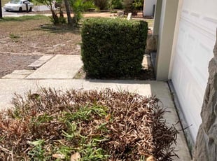 Bush Trimming by Robert Phillips for Douglas H. in Clearwater, FL