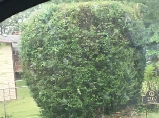 Bush Trimming by Shawn Stewart for Tommy Z. in Fort Washington, MD