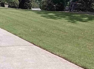Tornik M.'s Lawn Maintenance service result