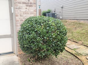 Bush Trimming by Chris Towery for DEREK A. in Lawrenceville, GA