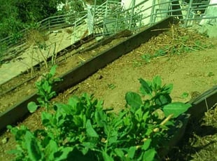 Bush Trimming by Juan Hurtado for Yasmine K. in Los Angeles, CA