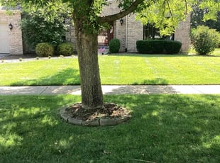 Peter T.'s Lawn Mowing service result