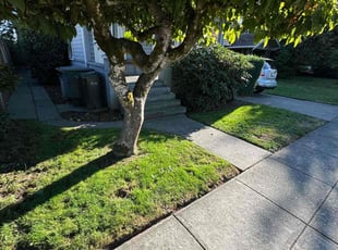 Jonathan S.'s Grass Cutting service result