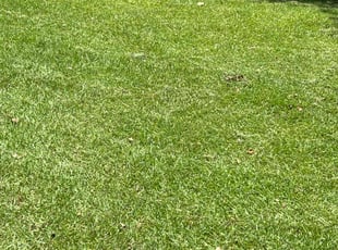 Joan P.'s Lawn Mowing service result