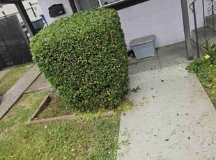 Bush Trimming by Juan Rodriguez for Brian B. in North Highlands, CA