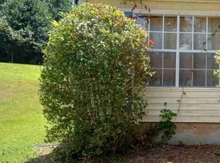 Michael M.'s Bush Trimming service result