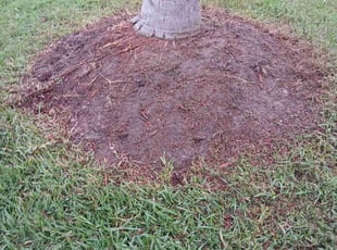 Toni T.'s Mulching service result