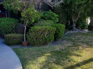Bush Trimming by Bernardo Arroyo for Alexis B. in Los Alamitos, CA