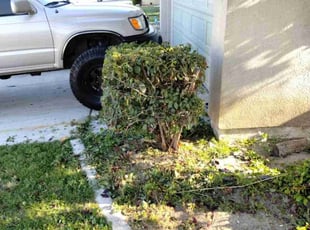 Bush Trimming by Shane Thiel for Ben M. in San Jacinto, CA