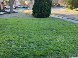 Cheryle N.'s Lawn Maintenance service result
