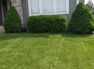 Bush Trimming by William Johnson for Kevin L. in Olathe, KS
