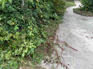 Bush Trimming by Bryant King for Ronel W. in Kansas City, MO