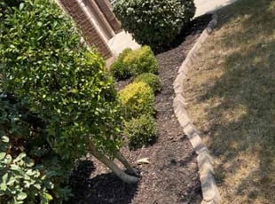 Bush Trimming by Abraham . for Aaron M. in Grapevine, TX