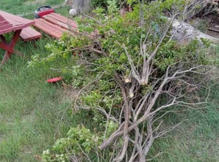Bush Trimming by Jose Aranda for Amber M. in Lakewood, CO