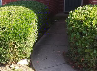 Bush Trimming by David Villanueva for Bradley C. in Crowley, TX