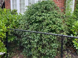 Bush Trimming by Joshua West for Ben S. in Richmond, VA