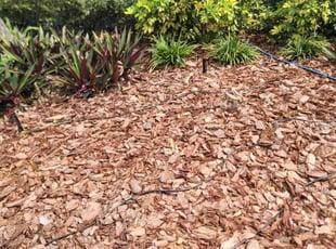 Weeding by Jeremy Wood for Marie M. in Lakeland, FL