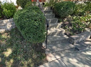 Bush Trimming by Fidel Rodriguez for Angel A. in Alexandria, VA