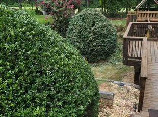 Bush Trimming by Wayne Bryant for Jason S. in Dacula, GA