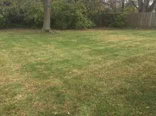 Leaf Removal by Sean Vatter for Kimberly P. in Columbus, OH