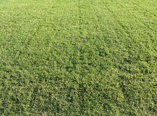 Matthew M.'s Lawn Service service result