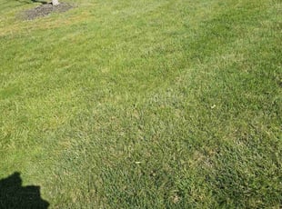 Donte L.'s Lawn Mowing Service service result