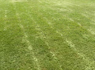 Miriam M.'s Lawn Care service result