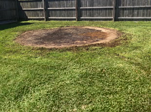 Cleanups by Dave Ehrenberg for Jeanni G. in Canal Winchester, OH