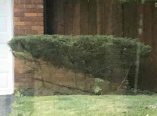 Bush Trimming by Zane Vogelsang for Glenda S. in Cincinnati, OH