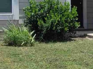 Heather L.'s Yard Cutting service result