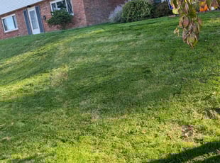 Roy S.'s Yard Cutting service result