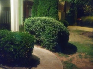 Bush Trimming by Shedrick Corbin for Mercedes R. in Buford, GA