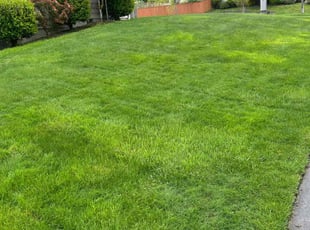 David M.'s Lawn Mowing service result