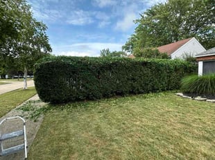 David A.'s Bush Trimming service result