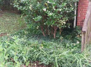 Bush Trimming by Timothy Pannell for Lydia C. in Greensboro, NC