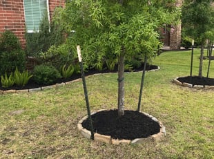 Mulching by Abraham Flores for Tonya A. in Katy, TX