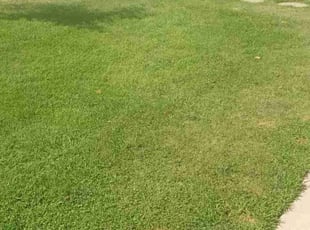 Bush Trimming by Julian Gonzales for Suzan G. in Fresno, CA