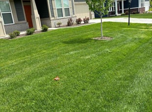 Steven D.'s Lawn Care service result