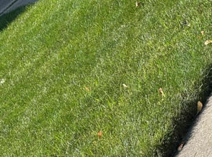 Lavell C.'s Lawn Care service result