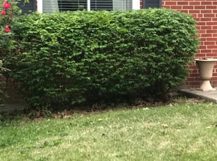 Bush Trimming by Zane Vogelsang for Jim P. in Cincinnati, OH