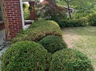 Bush Trimming by Michael Martin for Robert J. in Atlanta, GA