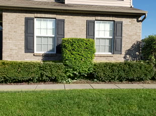 Bush Trimming by James Sabolcik for Asia H. in Liberty Township, OH