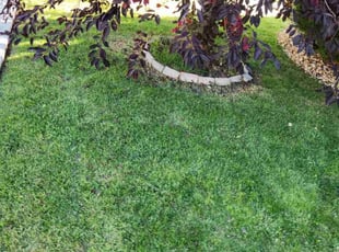 Shanea J.'s Lawn Service service result