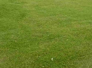 Charlie C.'s Lawn Service service result