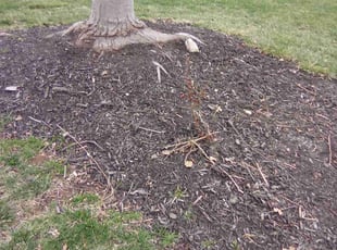 Weeding by KK Green Grass for Cara K. in Olathe, KS