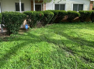 Bush Trimming by Wayne Brown for Maria B. in Cincinnati, OH