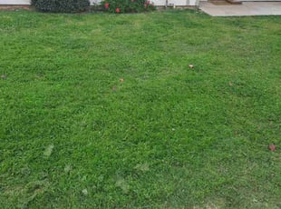 Jeremy S.'s Lawn Mowing Service service result