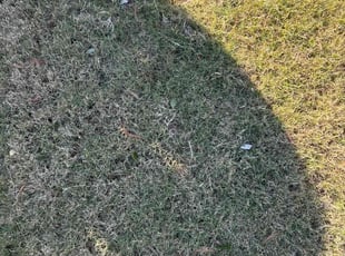 Leaf Removal by Maurice Washington for D C. in Grand Prairie, TX